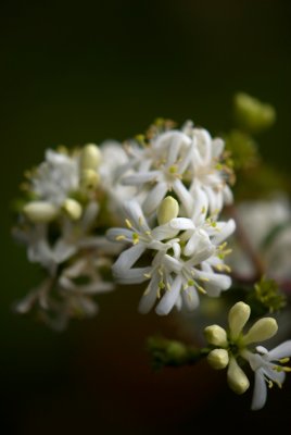 Heptacodium miconioides - heptakodium jasmínovité - květ